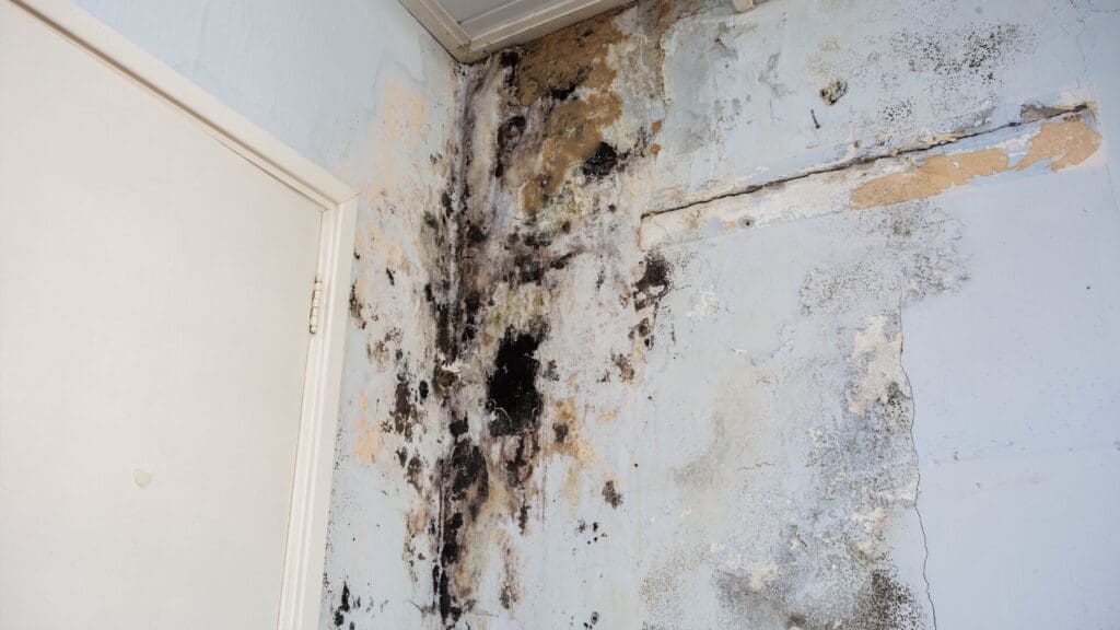 Brighton bathrooms: how to avoid mould with proper plumbing 4 Mould in bathroom